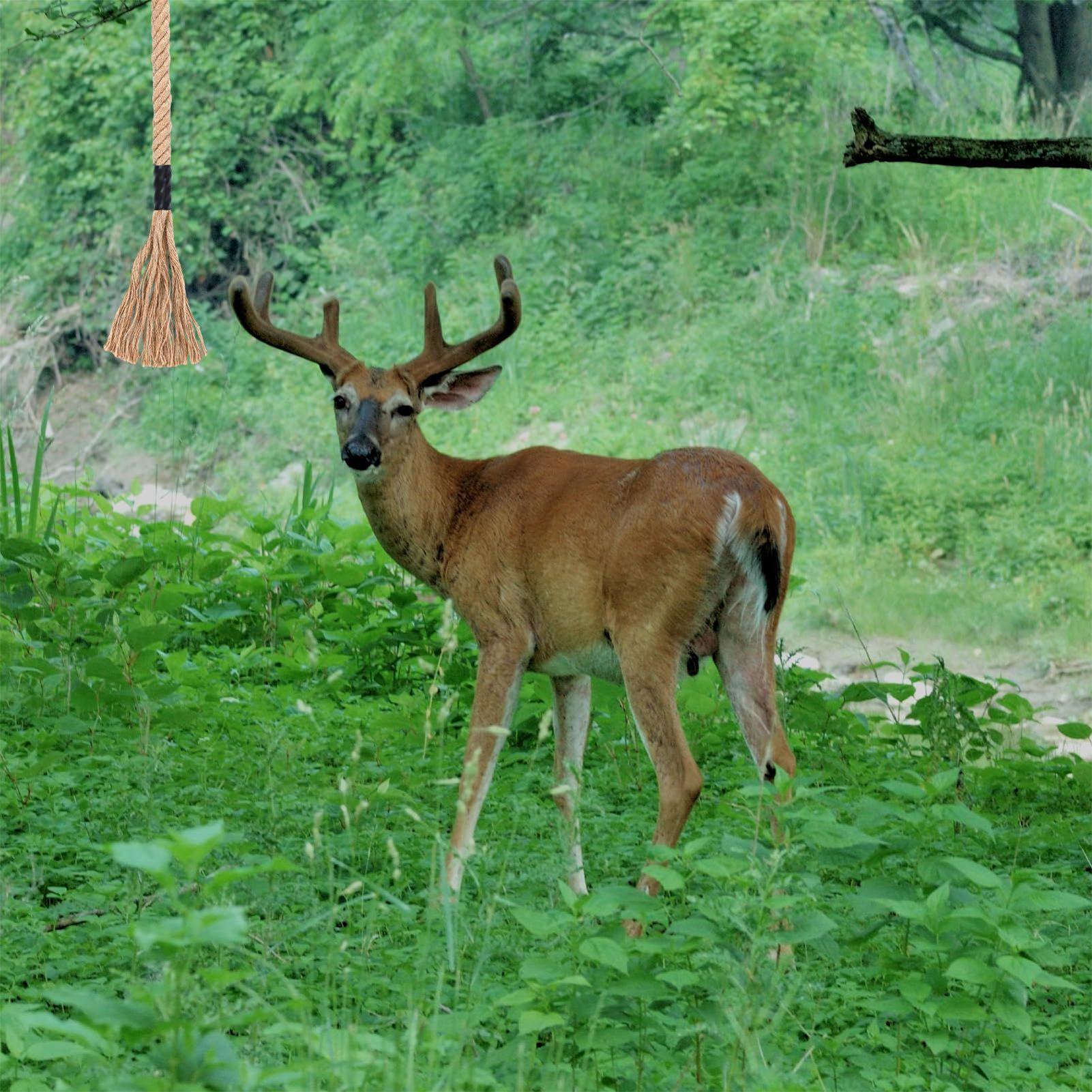 Deer Scrape Effective Long-Las - Deer Attractant Scent review and price